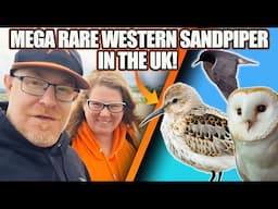 MEGA Birding Rollercoaster! 🇺🇸 Western Sandpiper & American Black Tern | Rare UK Twitching Adventure