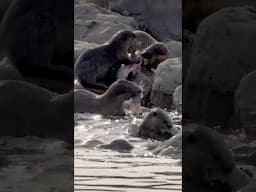 The Otters of Chambal: Tale of a Fish Heist🐟 | Chambal River Wildlife | @RoundglassSustain #Shorts