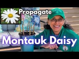 How To Prune & Propagate Montauk Daisy | Update On Last Years Cuttings || Nippon Daisy