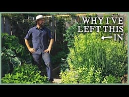Chop & Drop for Tomatoes & Polyculture Plantings | The Kitchen Garden Ep3