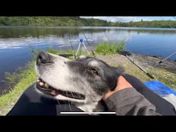 I took 3 border collies on a fishing trip