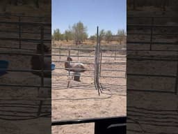 Do Your Horses Do This?