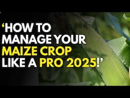How to Manage Your Maize Crop Like a Pro in 2025 (Massive Yields Guaranteed!)