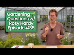 Are There More Aphids About? Shade Plants for Late Summer? & Other Gardening Questions w/ Rosy Hardy
