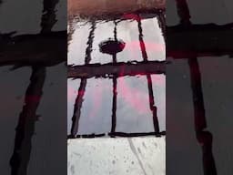 Koi Fish Purple #purplerain #pp #koifish #noticias