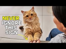If Your Cat Does THIS, They're Begging You to Listen Right Now ( Scientifically Proven)
