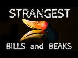20 Bird with Insane Bills and Beaks