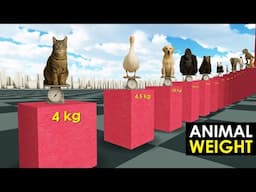 Comparison: Animal Weight