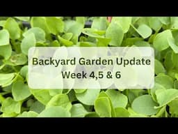Indian greens & Backyard Garden Update for Week 4,5 & 6