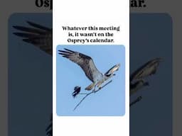 Osprey Has NO Time For Your Important Meeting