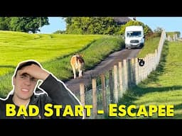 Day Starts Badly | Escapee Bullock | Calving Mix Up | Cattle Big Weights