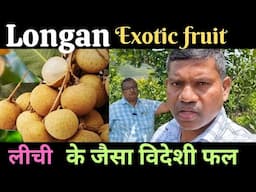 Longan लीची के जैसा विदेशी फल, exotic fruit farming, longan fruit farming, #longan #longanfruit