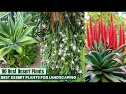90 Best Desert Plants