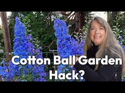 Start Delphiniums from Seed: A New Method & Dollar Tree Petunias Update!