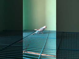 Budgies parrot Release Cage Single Cage in my room #birds ￼