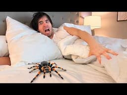NO VEAS ESTE VIDEO si eres cobarde (como yo) 🕷️🕸️