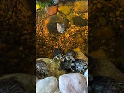 A dream indoor turtle pond at the Legasea Aquarium! #reptiles #turtle #fyp