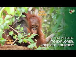 FROM BABY TO EXPLORER - ORANGUTAN INGGRID'S JOURNEY
