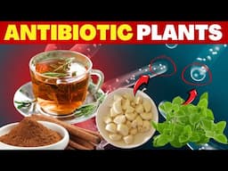 12 Medicinal Plants with Natural Antibiotic Effects (Backed by Science)