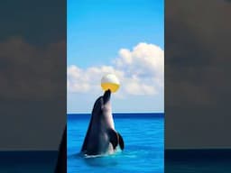Dolphin plays #DreamScreenAI #water #swimming #shorts
