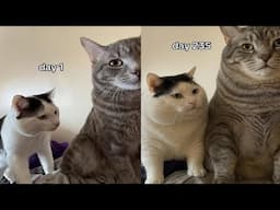 Try Not To Laugh 🤣 New Funny Cats Video 😹 - MeowFunny Part 34