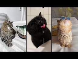 Cute and funny CATS.🐱 And Some Just Interesting Moments.😻Videos🔶 Сompilation # 55🔶