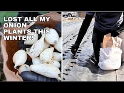 How to Plant ONION SETS!