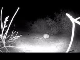Kangaroo Mouse Investigates My Camera in the Dark Desert