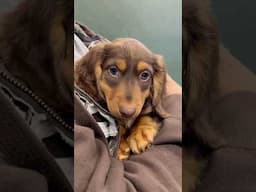 Picking out a Puppy