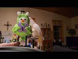 Getting Ready At 5 AM With A Cockatoo 🤪😜