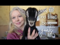 Where Do I Buy A Goat?