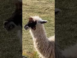 Alpaca and lama time! #cusco #travelcouple