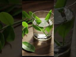 Zebapique Leaves #ZebapiqueLeaves #Zebapique🌿