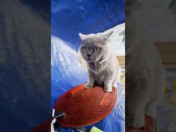 When Your Cat thinks he's Stitch. #ad Lilo & Stitch, in theaters NOW! #LiloAndStitch @Disney