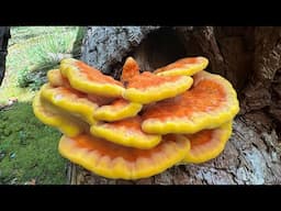 Identifying Chicken of the Woods, Laetiporus sulphureus