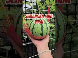 Rekomendasi Benih Semangka Mini
