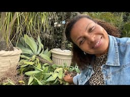 Ganhei Varias Agaves e a loja está quase pronta 🌹