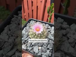Waking up my cacti from forced dormancy always does magic 🌺