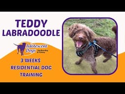 Teddy the Labradoodle | 3 Weeks Residential Dog Training