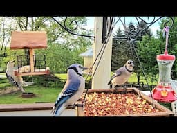 Bird Feeders In Maryland | CAT TV - Birds For Cats To Watch | Relaxing Bird Sounds For Sleep