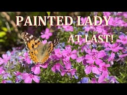 Painted Lady Butterflies arrive in My English Garden - May 2025