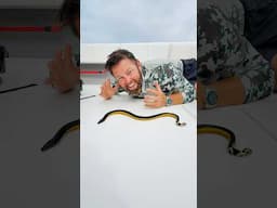 I caught a deadly sea snake on #worldoceansday