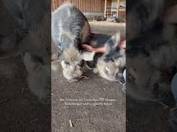 Clever Pig Lap
