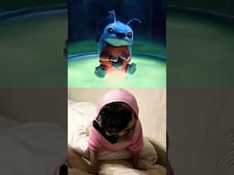 Our STITCH🩵👽#love#disney#dog#puppy#cute#lovestatus#funny#goals#trend#wow#sweet#doglover#cutedog#l