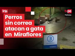 Miraflores: perros atacan y matan a gata del parque Kennedy