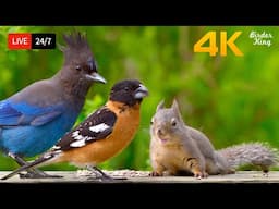🔴 24/7 LIVE: Cat TV for Cats to Watch 😺 The Cutest Birds and Squirrels 4K HDR Cat Games