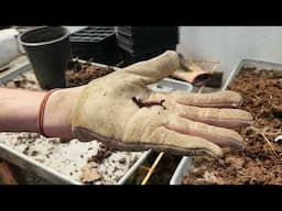 Can I Reuse Old Soil For Planting