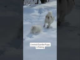 LGD PUPPY VS DEEP SNOW 🤣 #shorts