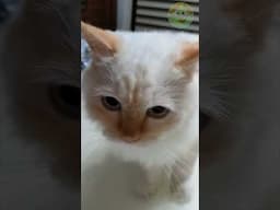 White Cat