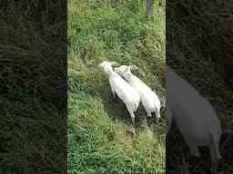Beautiful Animals #pangasinan